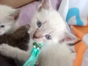 Gato raça SRD idade 2 a 6 meses nome FOFO