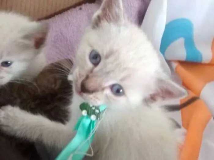 Gato ra a SRD idade 2 a 6 meses nome FOFO