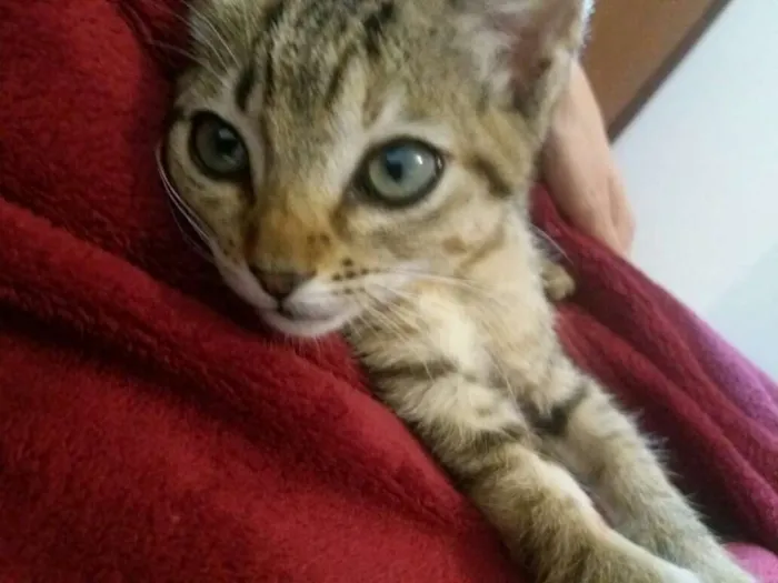 Gato ra a  idade Abaixo de 2 meses nome Flora