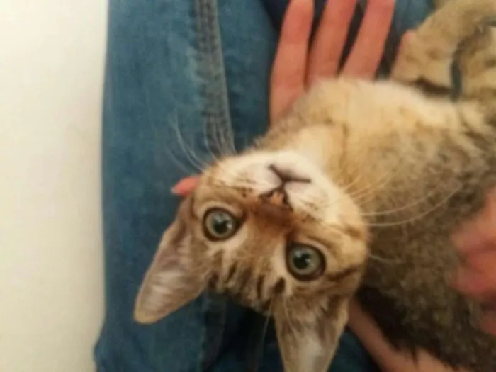 Gato ra a  idade Abaixo de 2 meses nome Flora