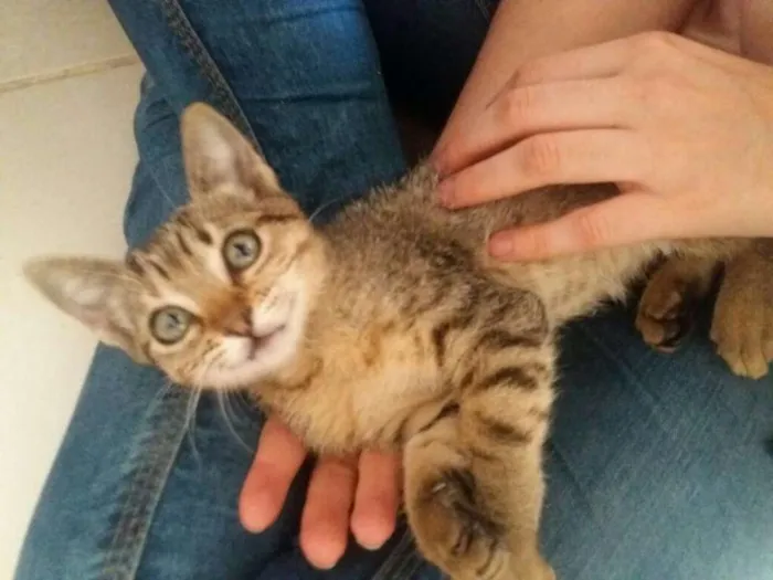 Gato ra a  idade Abaixo de 2 meses nome Flora