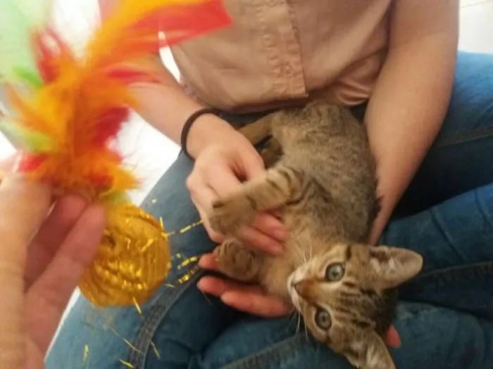 Gato ra a  idade Abaixo de 2 meses nome Flora