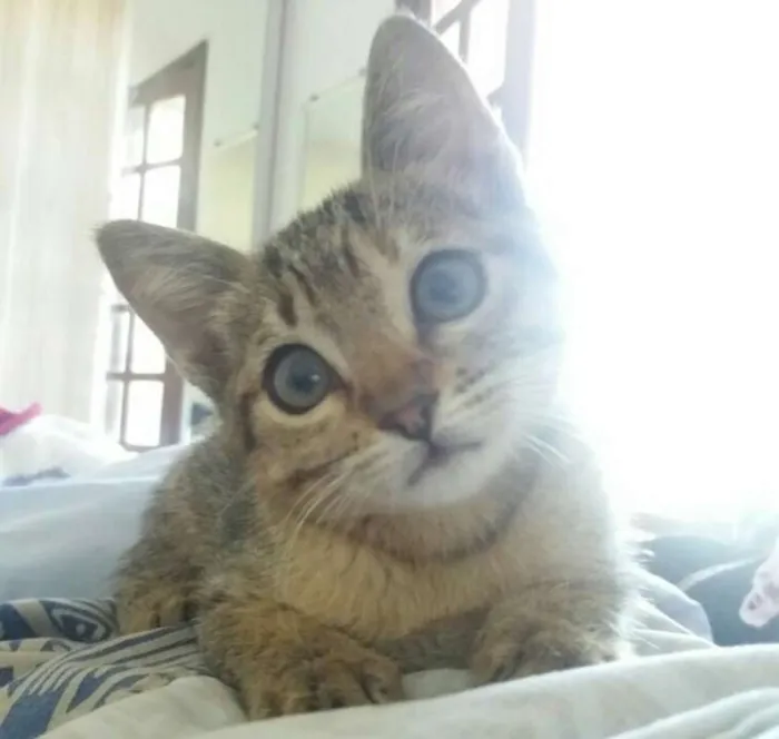 Gato ra a  idade Abaixo de 2 meses nome Flora