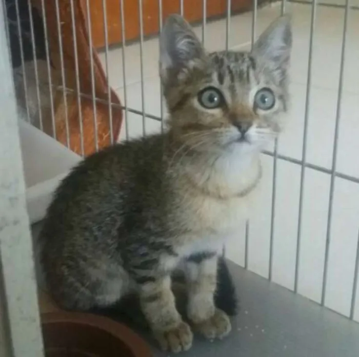 Gato ra a  idade Abaixo de 2 meses nome Flora