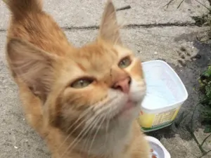 Gato raça Vira-lata idade 7 a 11 meses nome Heros