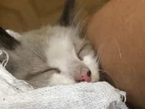 Gato raça  idade Abaixo de 2 meses nome Nenem 