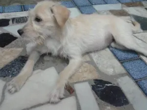 Cachorro raça SRD idade 1 ano nome Sem nome