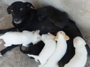 Cachorro raça R.I idade 2 a 6 meses nome Sem nomes