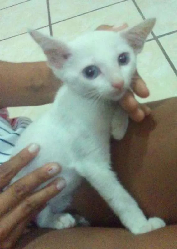 Gato ra a  idade 2 a 6 meses nome Não tem nome