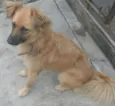 Sofia