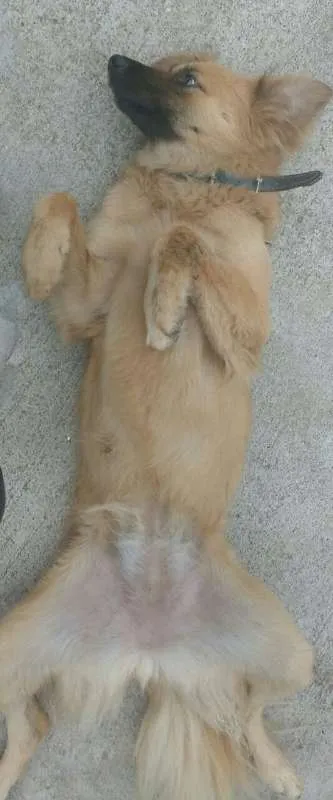 Cachorro ra a SRD idade 1 ano nome Sofia