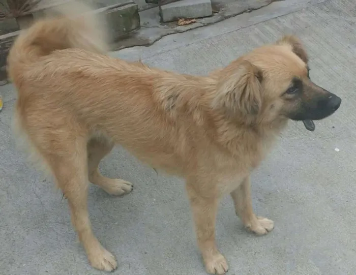 Cachorro ra a SRD idade 1 ano nome Sofia
