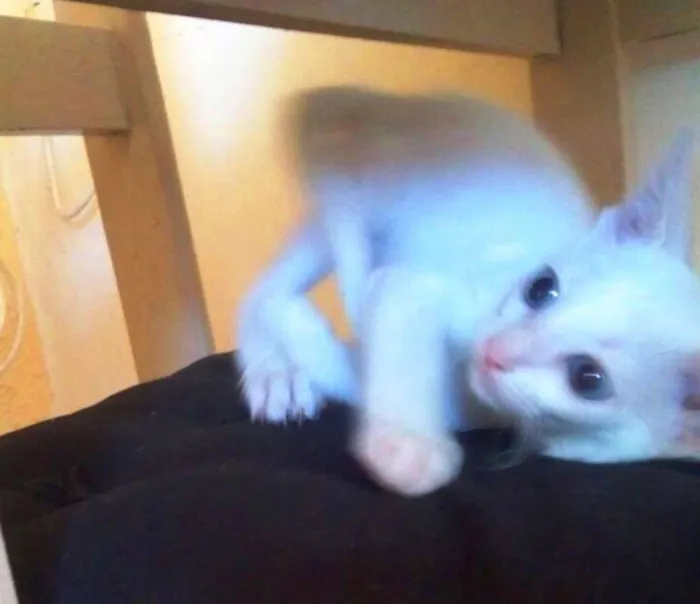 Gato ra a  idade 2 a 6 meses nome Não tem nome