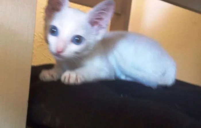 Gato ra a  idade 2 a 6 meses nome Não tem nome
