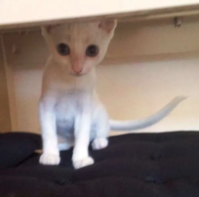 Gato ra a  idade 2 a 6 meses nome Não tem nome