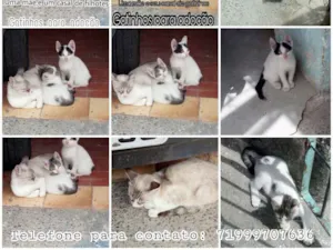 Gato raça Vira lata idade 2 a 6 meses nome Sem nome