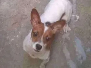 Cachorro raça Fox paulistinha  idade 1 ano nome Luky