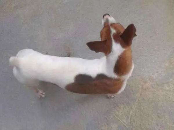 Cachorro raça Fox paulistinha  idade 1 ano nome Luky
