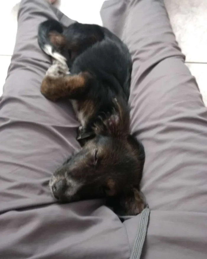 Cachorro ra a Vira Lata idade 2 a 6 meses nome Júpiter 