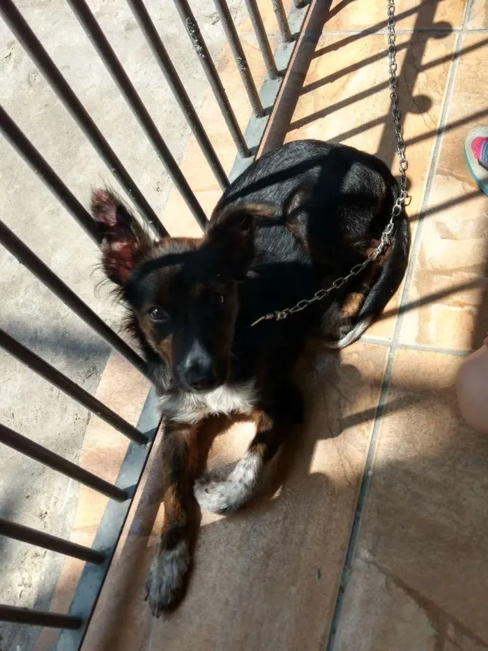 Cachorro ra a Vira Lata idade 2 a 6 meses nome Júpiter 
