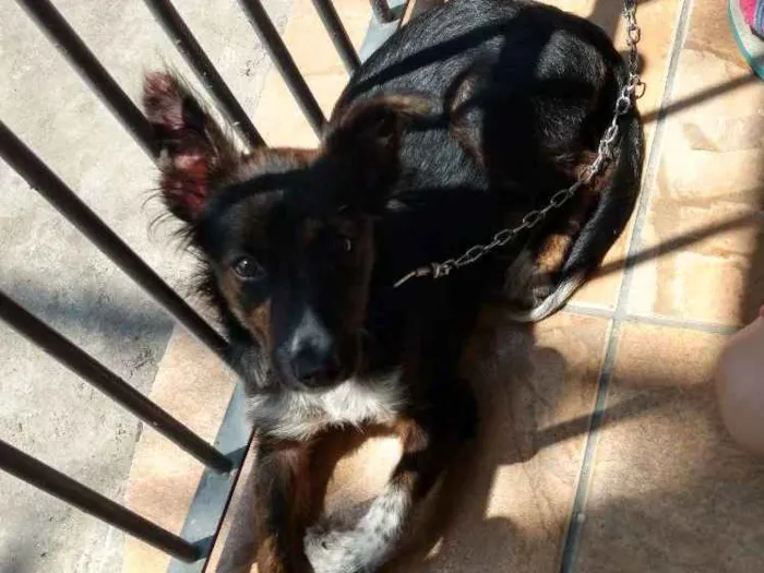 Cachorro ra a Vira Lata idade 2 a 6 meses nome Júpiter 