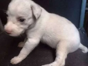 Cachorro raça indefinida idade Abaixo de 2 meses nome nenhum