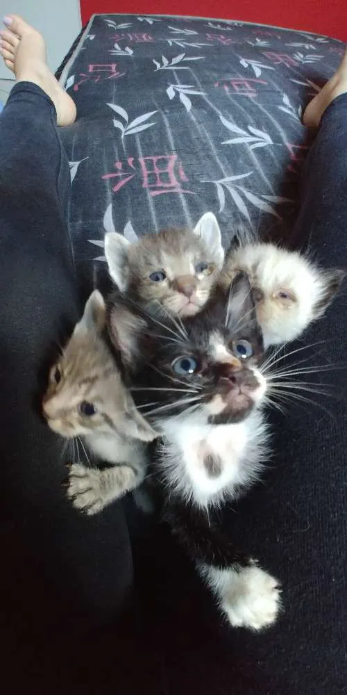 Gato ra a Srd idade Abaixo de 2 meses nome Nao tem nomes