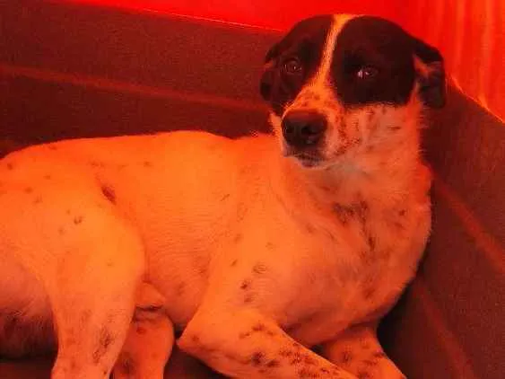 Cachorro raça R.I idade 2 a 6 meses nome Sem nomes