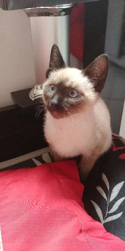 Gato ra a Siamês idade 2 a 6 meses nome Chester
