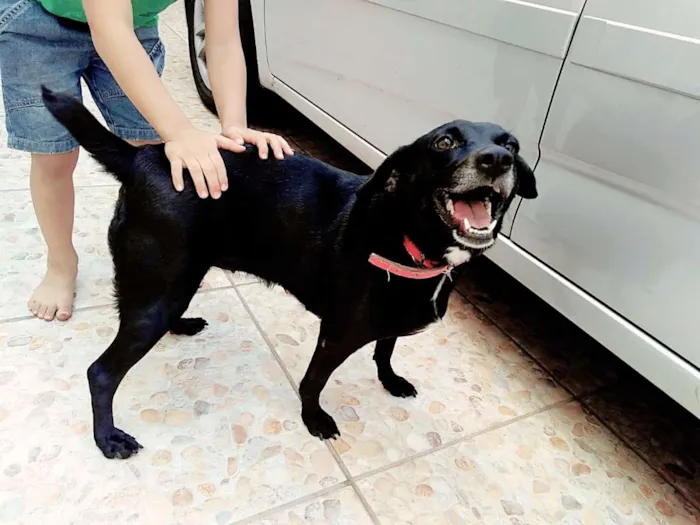 Cachorro ra a Sem raça definida idade 1 ano nome Pugui