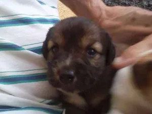 Cachorro raça Srd idade Abaixo de 2 meses nome Sem nome