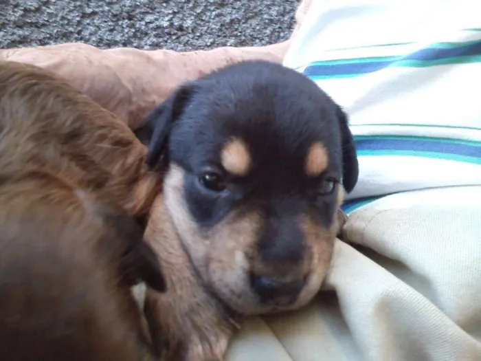 Cachorro ra a srd idade Abaixo de 2 meses nome sem nome