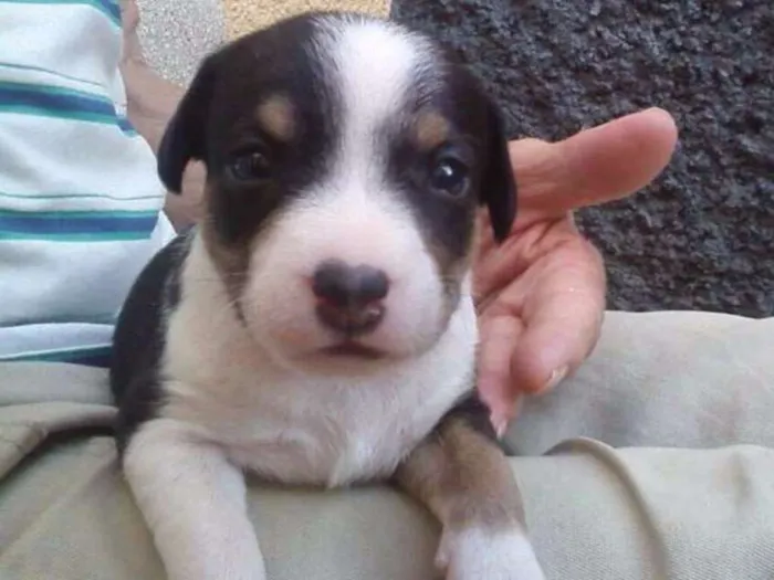 Cachorro ra a srd idade nome Sem nome