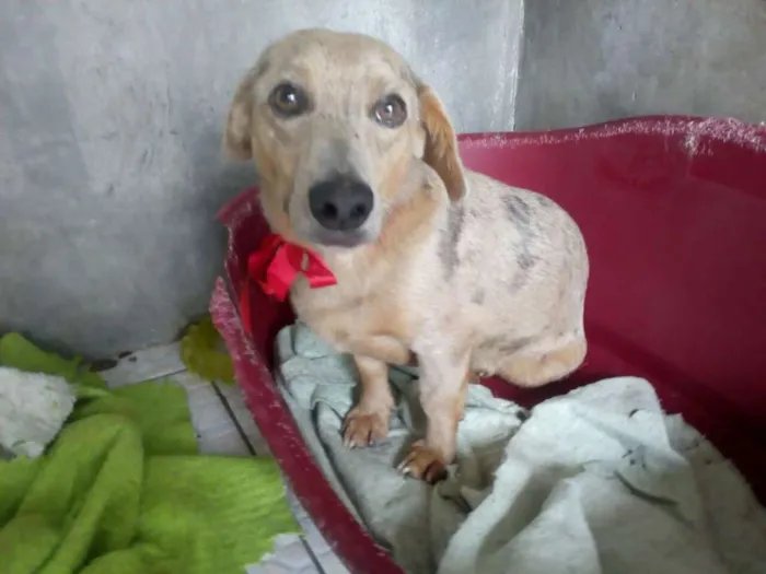 Cachorro ra a RND idade 5 anos nome Jardel