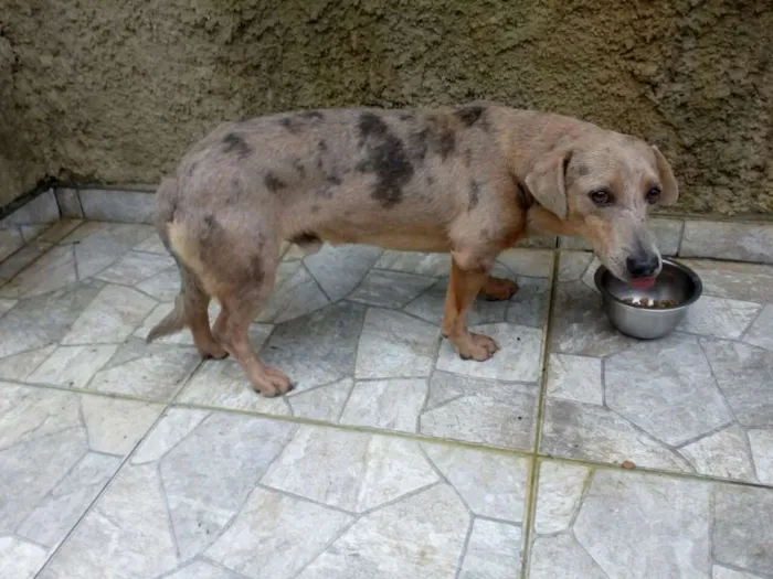 Cachorro ra a RND idade 5 anos nome Jardel