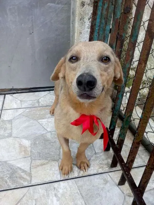Cachorro ra a RND idade 5 anos nome Jardel