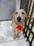 Jardel