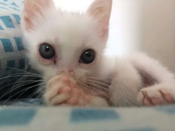 Gato ra a Srd idade 2 a 6 meses nome Malandra