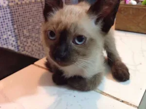 Gato raça vira-lata idade 2 a 6 meses nome Leke 
