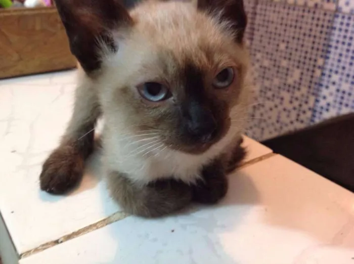 Gato ra a vira-lata idade 2 a 6 meses nome Leke 