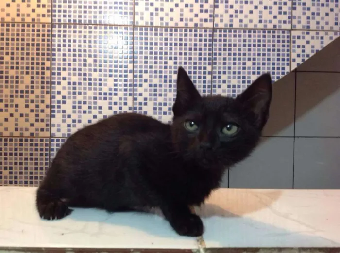 Gato ra a Vira-lata idade 2 a 6 meses nome Lake 