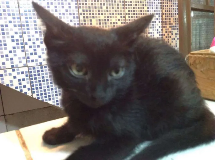 Gato ra a Vira-lata idade 2 a 6 meses nome Lake 