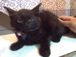 Gato raça Vira-lata idade 2 a 6 meses nome Lika 