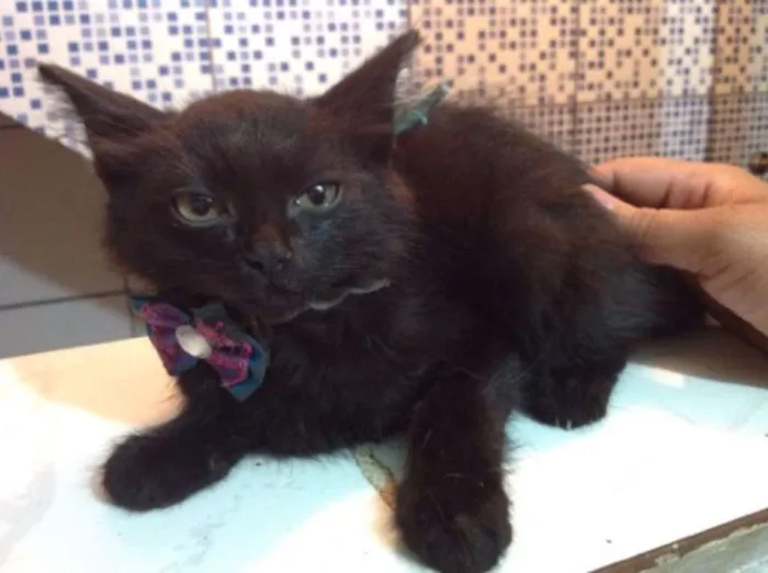 Gato ra a Vira-lata idade 2 a 6 meses nome Lika 