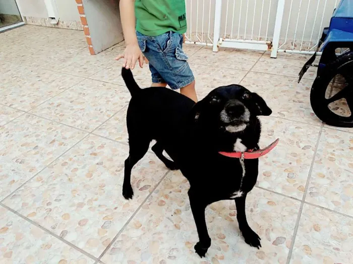 Cachorro ra a Sem raça definida idade 1 ano nome Pugui