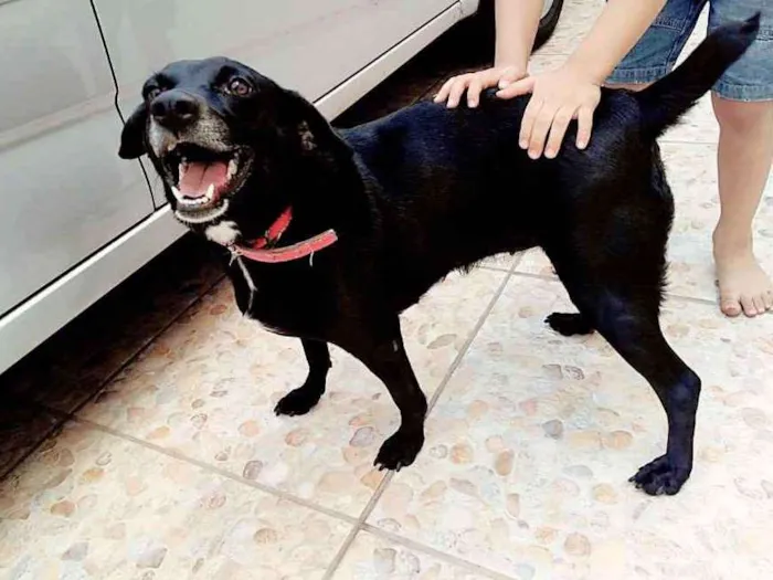 Cachorro ra a Sem raça definida idade 1 ano nome Pugui