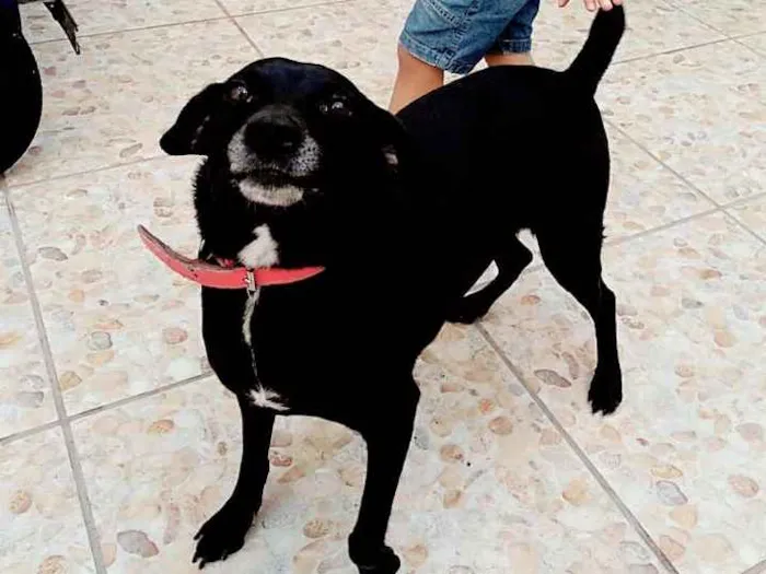 Cachorro ra a Sem raça definida idade 1 ano nome Pugui