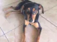 Cachorro raça SRD idade 1 ano nome Lili 