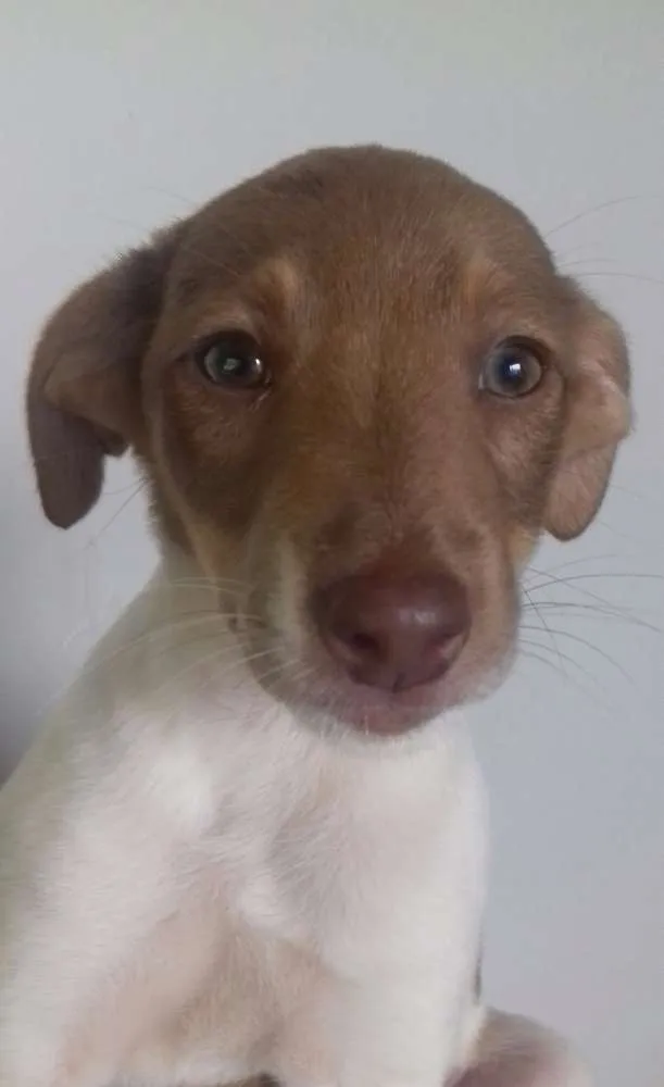 Cachorro ra a Não identificado  idade 2 a 6 meses nome Kinki