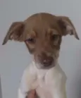 Pepe